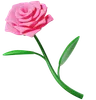 Rose Flower