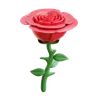 Rose Flower