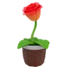 Rose Flower Pot