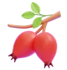 Rose Hip