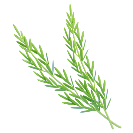 Rosemary  3D Icon