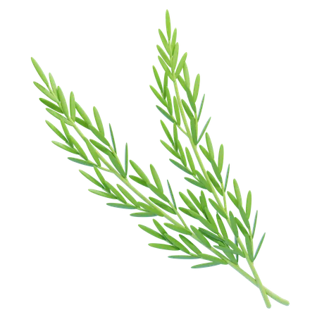 Rosemary  3D Icon