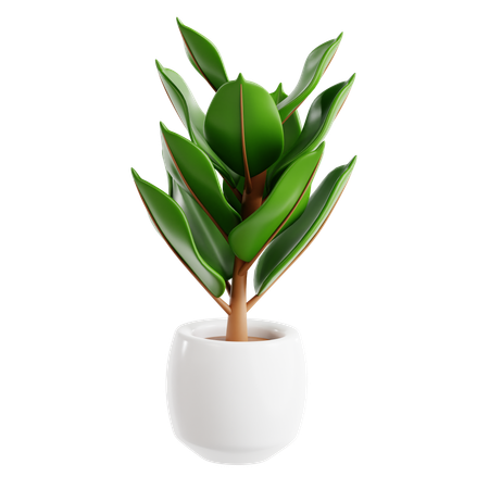 Rubber Plant  3D Icon