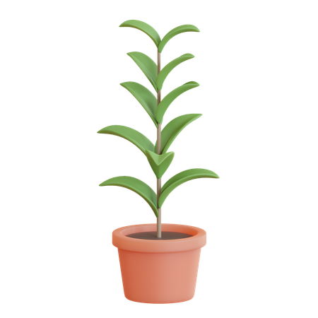 Rubber Plant Pot  3D Icon