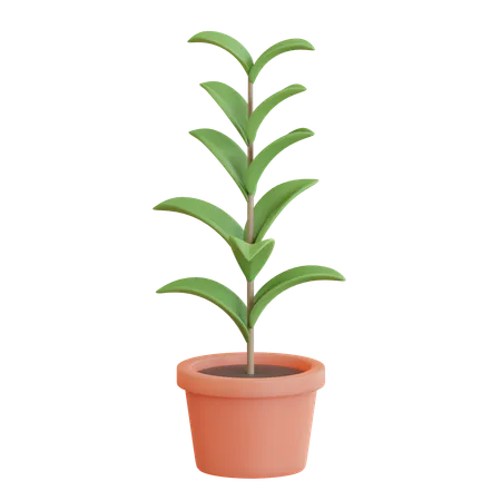 Rubber Plant Pot  3D Icon
