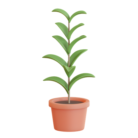 Rubber Plant Pot  3D Icon