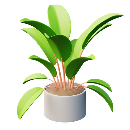 Rubber Tree Plant  3D Icon