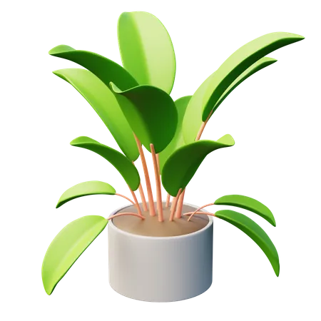 Rubber Tree Plant  3D Icon