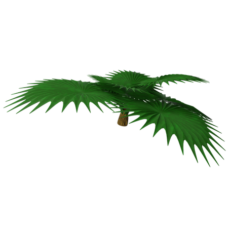 Sago Palm  3D Icon