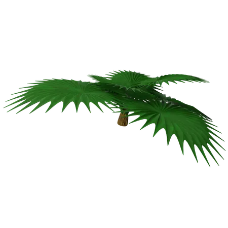 Sago Palm  3D Icon