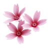 sakura flower design asset