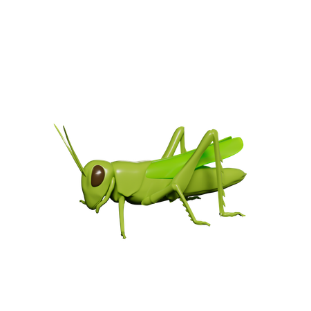 Saltamontes  3D Icon