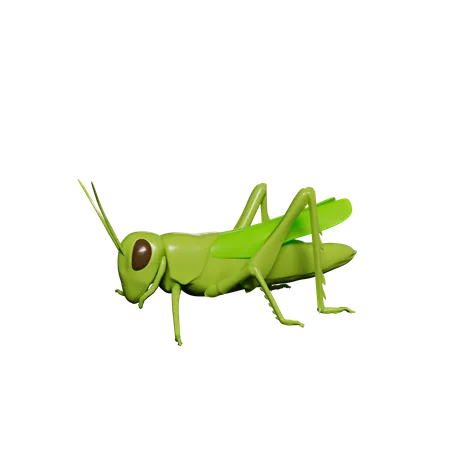 Saltamontes  3D Icon