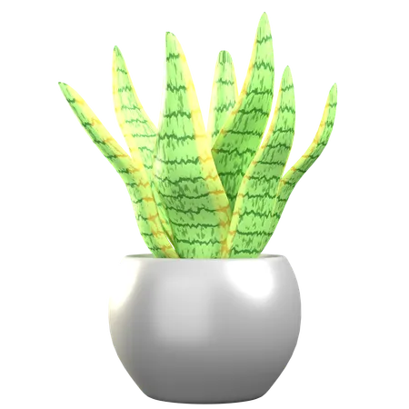 Sansevieria  3D Icon