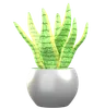 Sansevieria