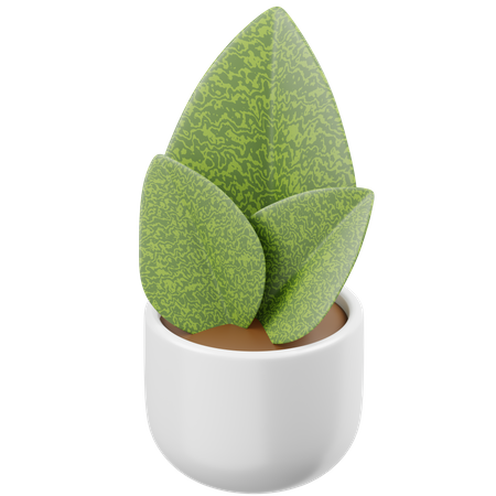 Sansevieria Masoniana  3D Icon