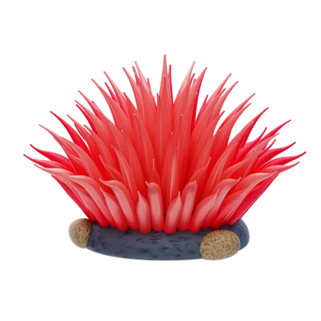 Sea Anemone  3D Icon