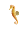 Sea Horse