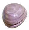 Sea Shell