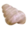 Sea Shell