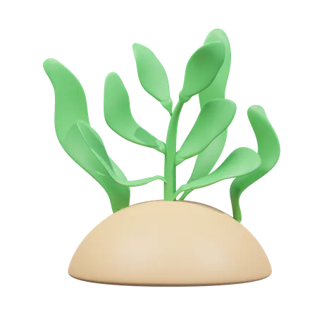 Seaweed  3D Icon