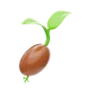 Seed