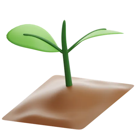 Seedlings  3D Icon