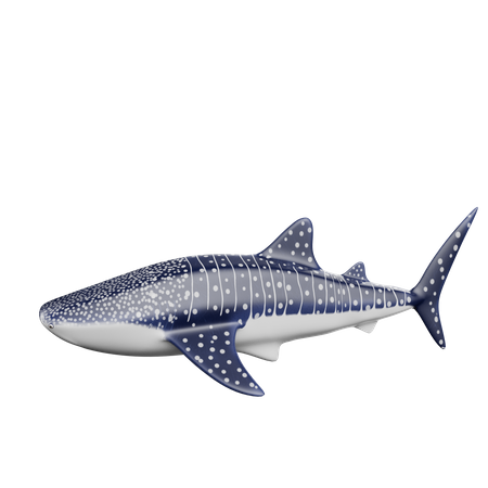 Shark  3D Icon