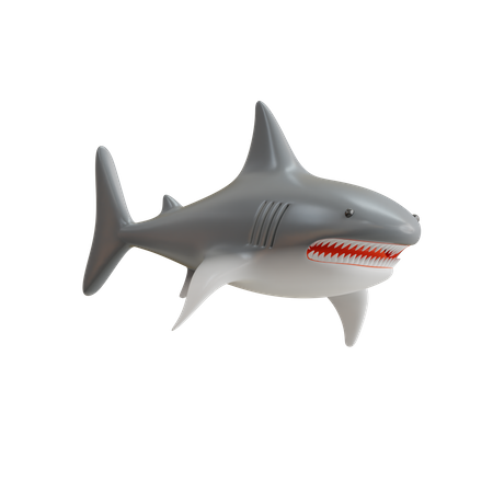 Shark  3D Icon