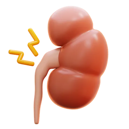 Síndrome renal  3D Icon