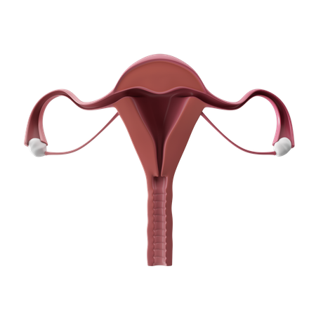 Sistema reprodutivo feminino  3D Icon