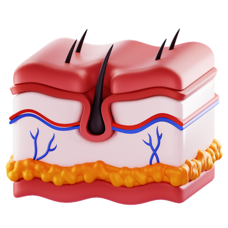 Skin  3D Icon