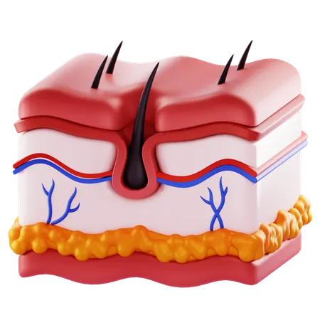 Skin  3D Icon