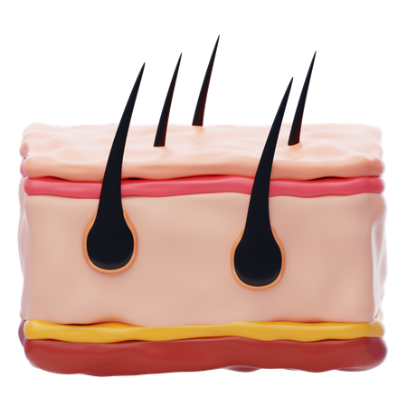 Skin  3D Icon