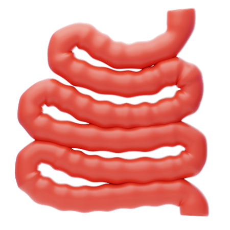 Small Intestine  3D Icon