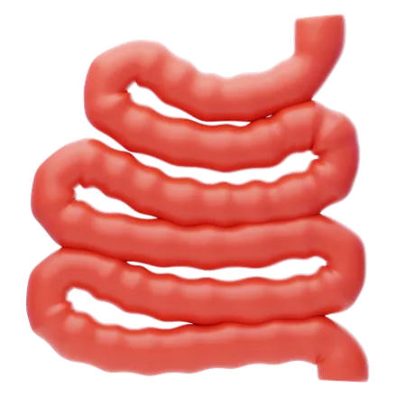 Small Intestine  3D Icon