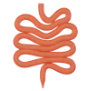 Small Intestine