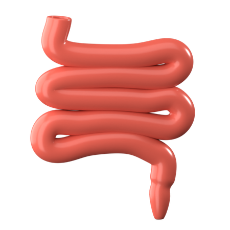 Small Intestine  3D Icon