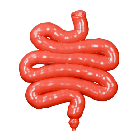 Small Intestine  3D Icon