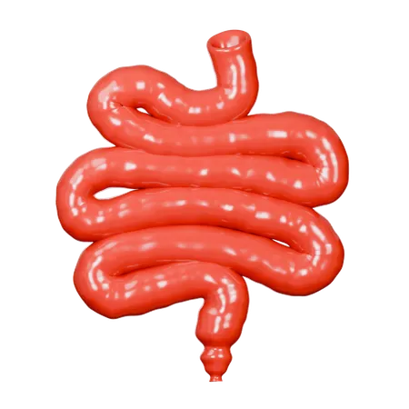 Small Intestine  3D Icon