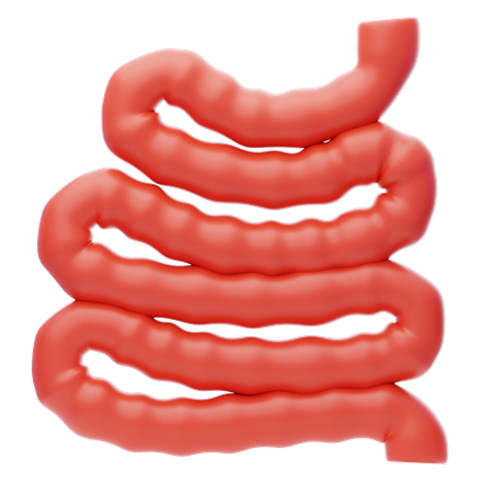 Small Intestine  3D Icon