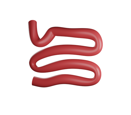 Small Intestine  3D Illustration