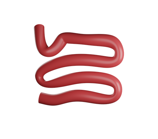 Small Intestine 3D Illustration
