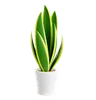 Snake Plant