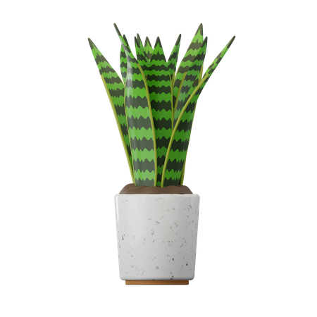 Snake Plant  3D Icon