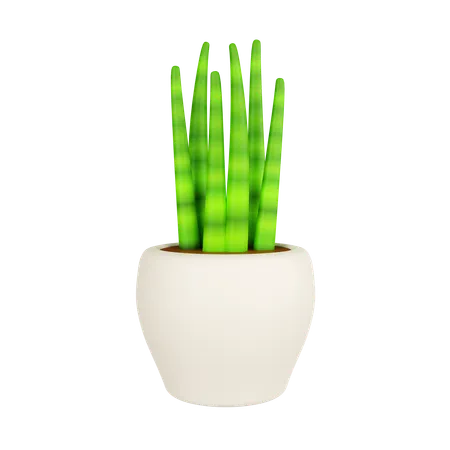 3 D Snake Plant In Plant Pot Icon Isolated On White Background 3 D Rendering Illustration Clipping Path 3D Icon