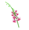 Snapdragon