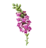 Snapdragon