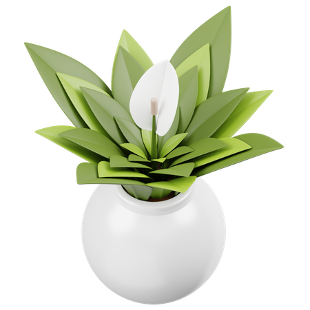 Spathiphyllum  3D Icon