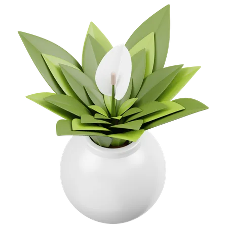 Spathiphyllum  3D Icon